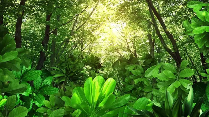 图片[9]-120款卡通森林背景视频-梦幻神秘卡通森林树儿童话剧表演出晚会仙境舞台LED背景视频素材【电商热销613】-暗冰资源网